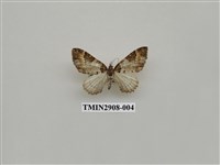 藏品(尺蛾719)的圖片